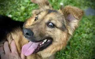 Zvířata v nouzi - pomoc s úhradou veterinárních nákladů