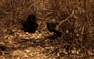 Kočky vrní, faktury křičí. Pomozte MonPet z.s. dál zachraňovat kočičí životy.