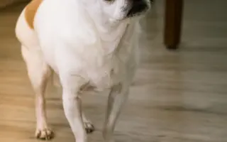 Zachraň čivaví babičku Amy