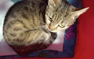 Pomoc kočičkám z útulku Radim kočkám