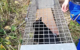 ZACHRAŇME KOŤÁTKA PŘED ZIMOU!