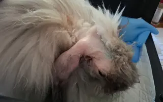 Pomohli jste Timmymu na operace oušek