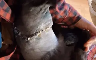 Pomoc pro kocourka Ferdu