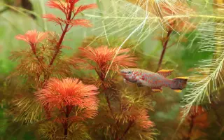 Vytvořme rybkám lepší domov!