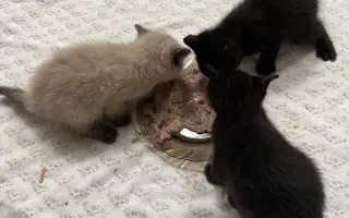 Veterinární péče pro zachráněné maminky s koťátky
