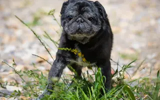 Pomozte nemocnému Maxovi a 14 drobečkům z velkomnožírny!