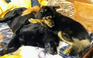 POMOC PRO FOXÍČKA, ASPENA A TAFFY-JACKA