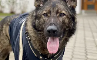 Pomoc Furině v boji s lupusem (SLE)