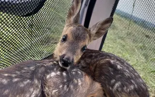 Záchrana zvířat na Mělnicku - Potřebujeme pořídit dron s termovizí