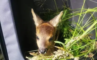 🦌 Zachraňme srnčata v Bráně Beskyd   Frýdlant nad Ostravicí - Pstruží