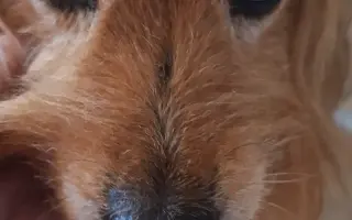 9 nalezených Lásek