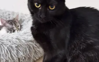 Pomoc s úhradou veterinárních nákladů 🙏