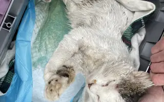 Kočky vrní, faktury křičí. Pomozte MonPet z.s. dál zachraňovat kočičí životy.