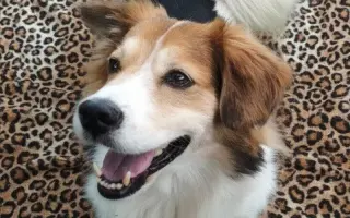 POMOC PRO FOXÍČKA, ASPENA A TAFFY-JACKA