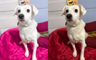 Pomáháme opuštěným a týraným psům najít cestu domů 🩷