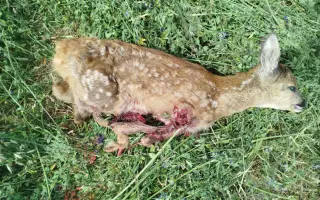 Zachraňme srnčata (nejen) na Podřipsku