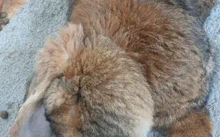 Prosíme, pomozte Nefince přestat trpět 💔