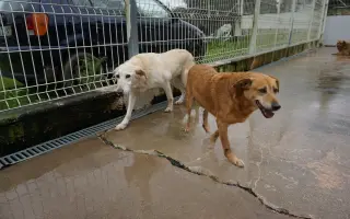 Pomozte nám postavit útočiště pro psy z ulice