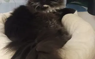 odrostlé kotě Gabriel