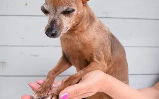 Pomozte opuštěným a týraným psům domů 🩷 LookingForPets