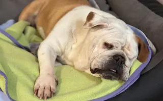 Záchrana pro Stelu – operace nádoru a oka