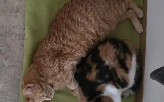 Pomozte kocourkovi Matýskovi v boji s FIP