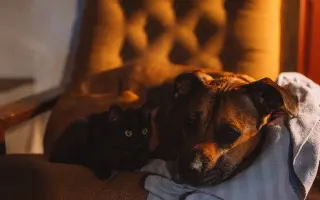 Pomozte Koudymu získat další společný čas