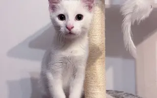 Sbírka pro Eliotka s nemocí FIP