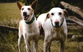 Podpořte péči o pejsky v psím hospici Andělská náruč, z.s.