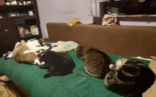 Operace kočičky Páji