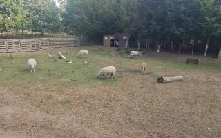 Sucho vypálilo pastviny. Zachráněná zvířata potřebují seno.