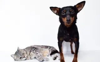 Pomozte opuštěným a týraným psům domů 🩷 LookingForPets