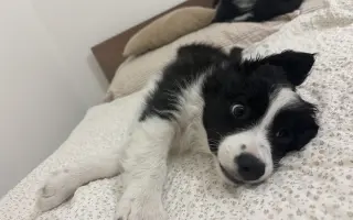 🐾 Pomozme Archiemu postavit se znovu na nohy 🐾