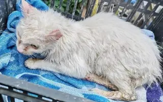 Zachraňme 2 miliony koťat