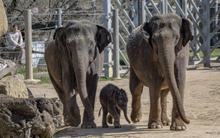Podpořte slůně, které se narodilo v Zoo Praha v době karantény