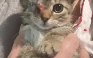 Pomoc pro kočky a koťátka Kočky u Katky