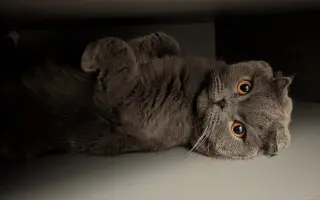 Pomozte Mapleovi bojovat nejen s FIP