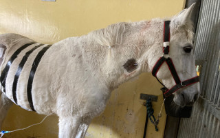 Operace a náklady na léčbu koníka Romea