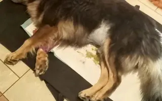 POMOC PRO FOXÍČKA, ASPENA A TAFFY-JACKA