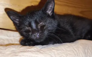 Pomoc pro opuštěná zvířátka - Kastrace, veterina, krmeni, kočkolit