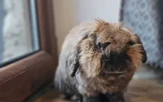Roger a jeho ouška