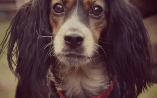 Shamy bouje s bolestí. Pomozme jí prožít stáří důstojně