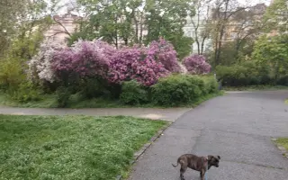Pomozte Rozince opět běhat