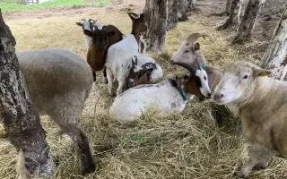 Pomozte nám naplnit jesle zachráněným ovcím a kozám z Farmy Kapsa