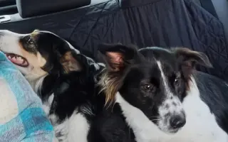 POMOC PRO FOXÍČKA - ZDRAVÝ DECH A PROTÉZA