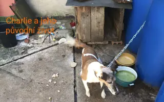 Pomozte zachránit Psí domov spolku Zastavme Utrpení.