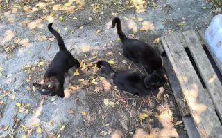 Pomozme zachovat Dvůr poslední šance