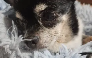 ROMINKA – malá čivavka s velkým srdcem ❤️❤️❤️