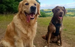 Zlatý Artur a jeho boj s mastocytomy