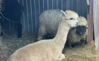 Pomozte beránkovi Knedlíčkovi opět běhat s dětmi.🤍